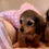 Miniatura: SAKURA Mini Dachshund