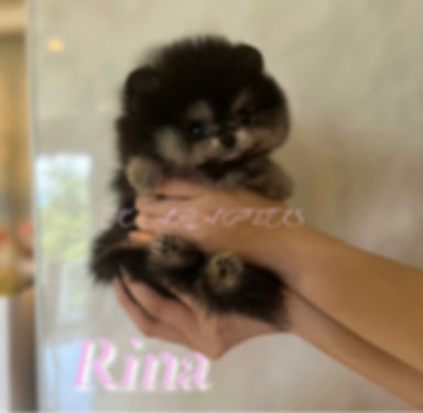 RINA Teacup Pomeranian