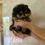サムネイル： RINA Teacup Pomeranian