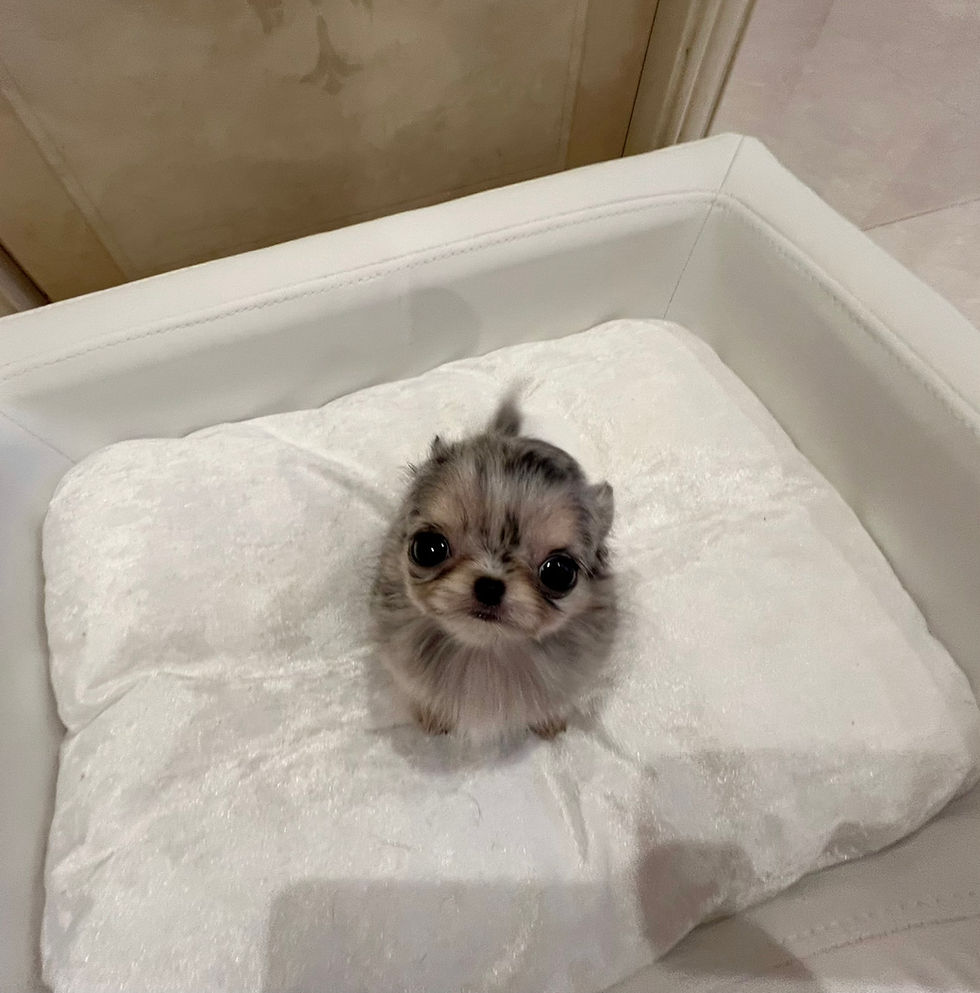 Miniatura: GINGA Micro 〜 Teacup Chihuahua