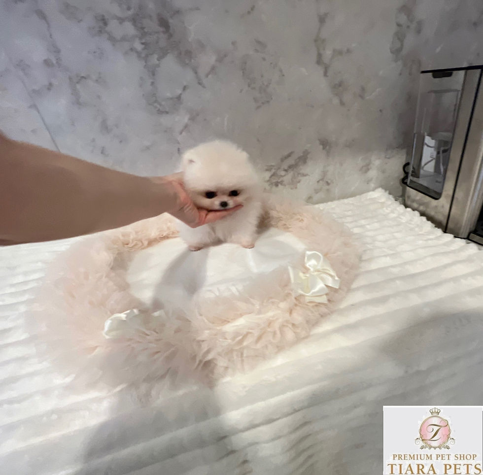 サムネイル： PARFAIT Teacup Pomeranian
