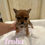 Miniatura: IROHA Mame  Shiba