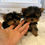 サムネイル： COCO Royal Micro Teacup Yorkshire Terrier