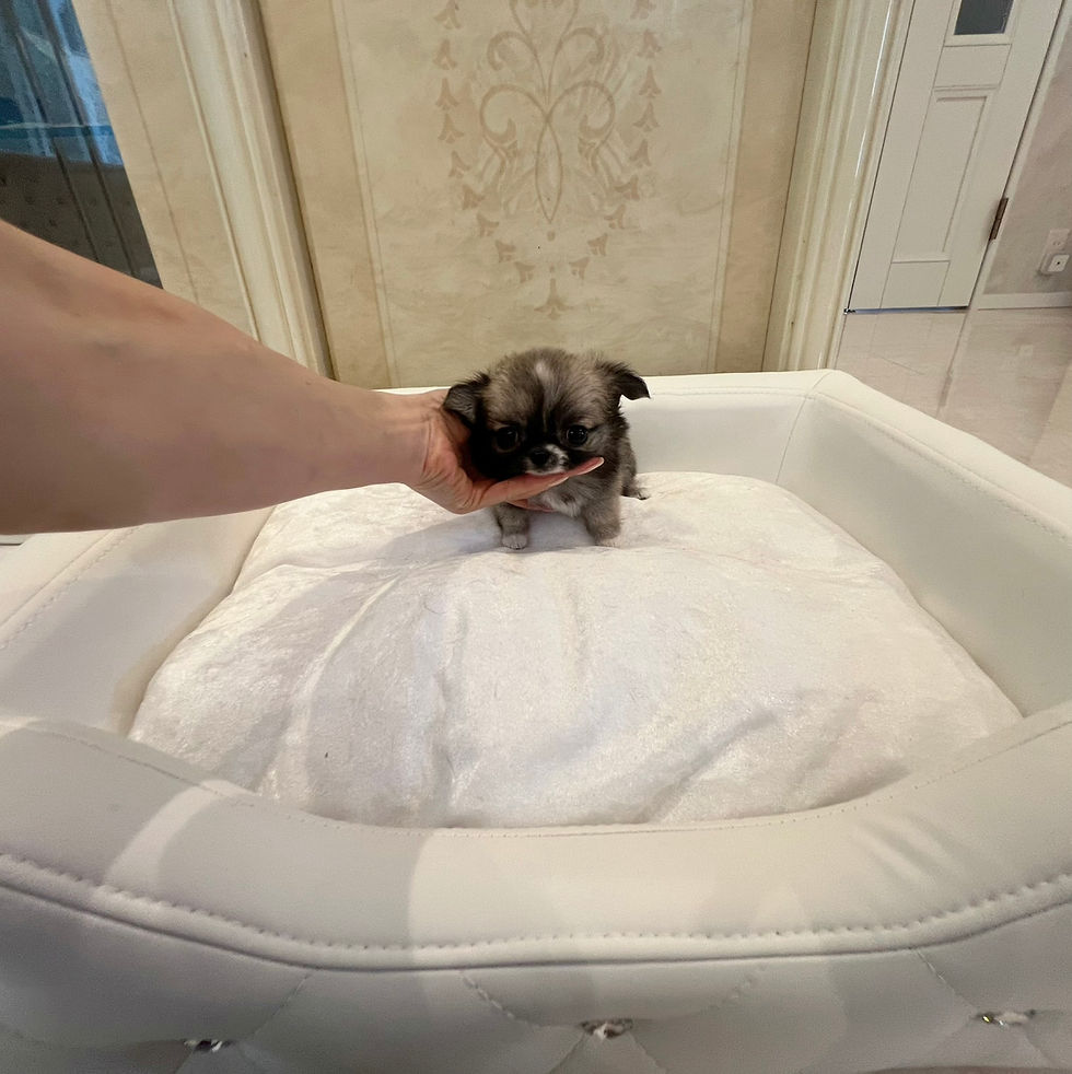 Miniature : AKANE Micro 〜 Teacup Chihuahua