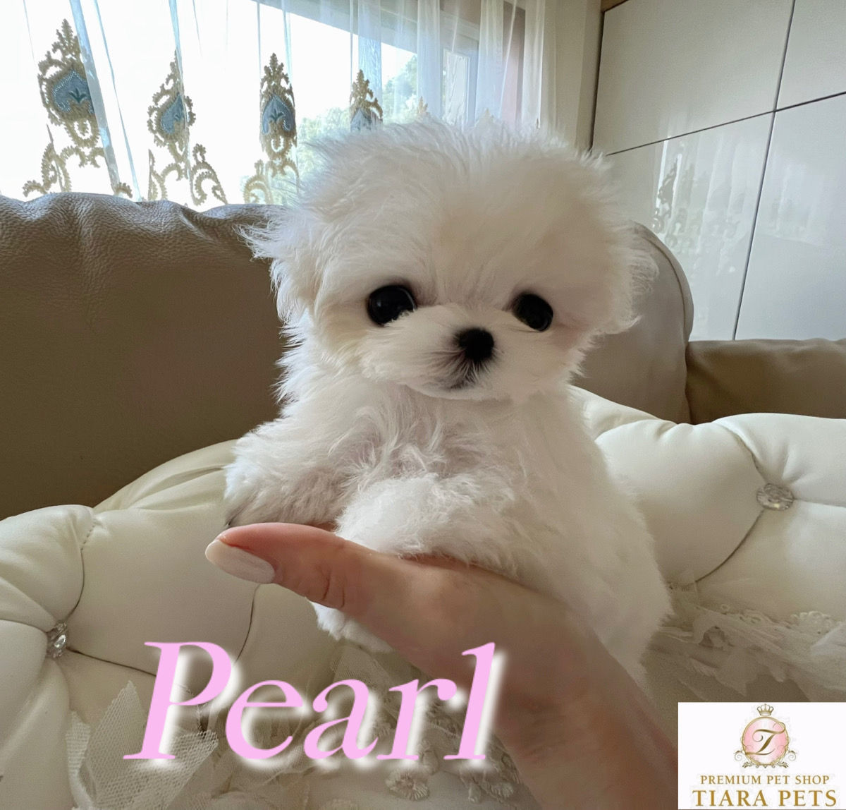 PEARL Teacup Maltese