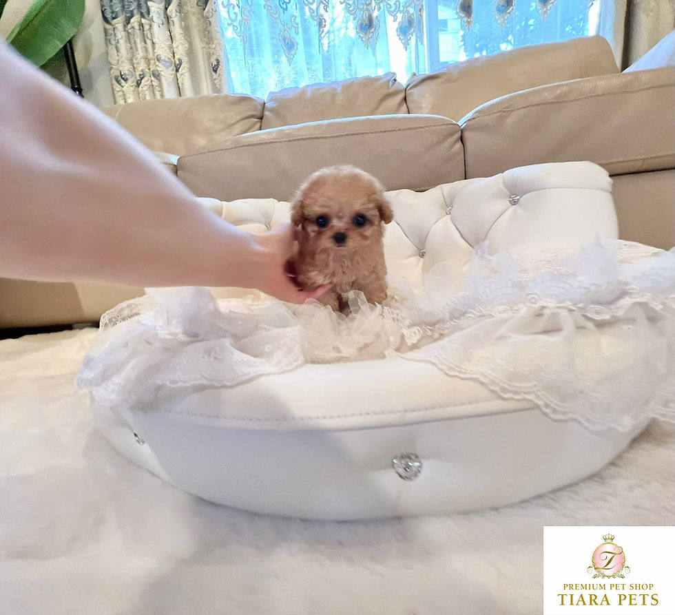 Miniatura: MOMO Micro 〜Teacup Poodle