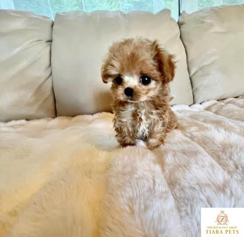 Miniatura: PARIS Micro Teacup Maltipoo