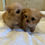 サムネイル： SANA Micro Teacup Chipoo