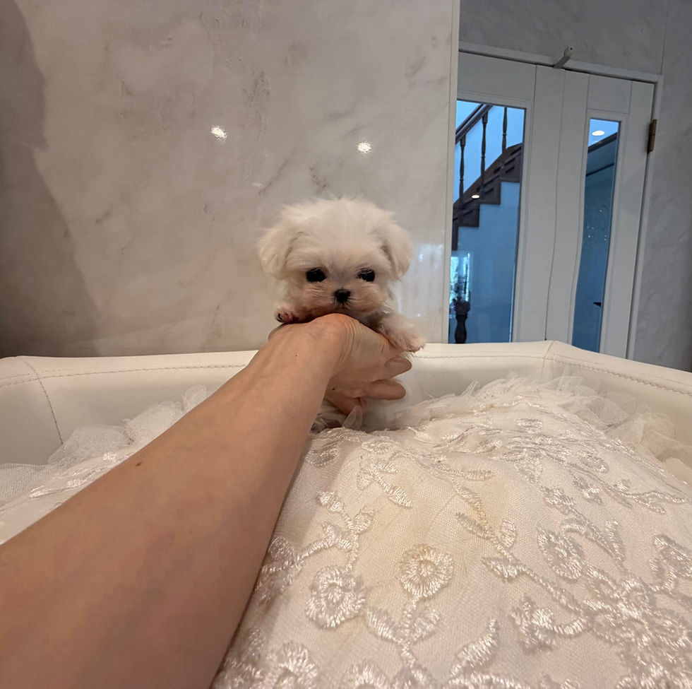 Thumbnail: KOKORO Micro 〜Teacup Maltese