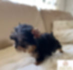Thumbnail: HINA Super Micro Teacup Yorkshire terrier