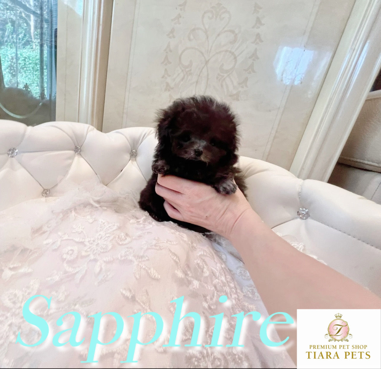 SAPPHIRE Micro 〜 Teacup Poodle Silver