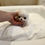 サムネイル： MIYABI Micro 〜 Teacup Chihuahua
