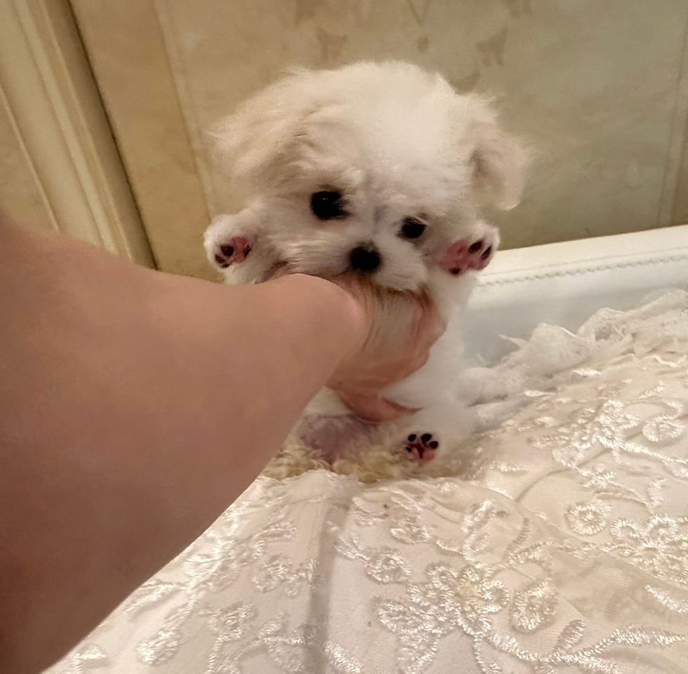 サムネイル： OMOCHI Maltese