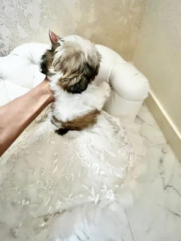 Miniatura: RYOMA Teacup Shih Tzu