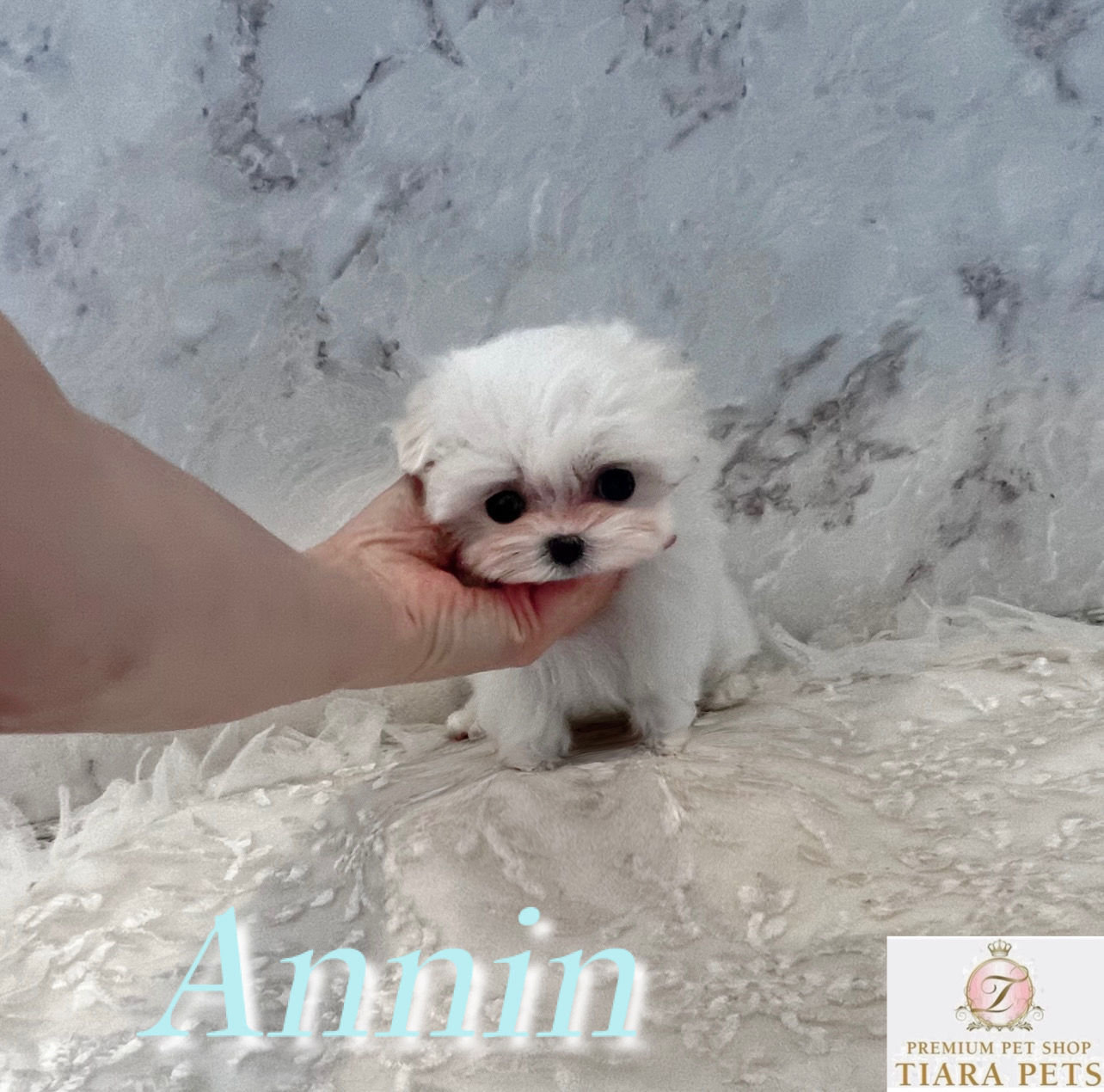 ANNIN Teacup Maltese