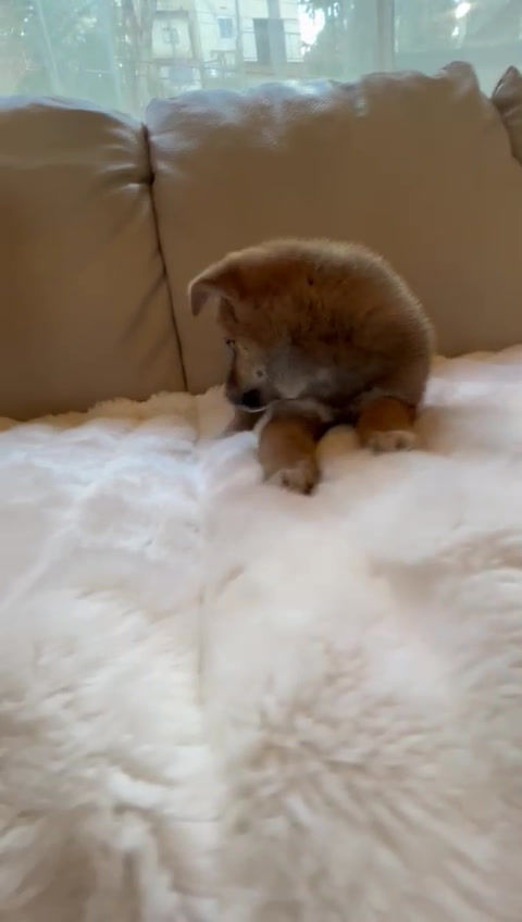 Imej kecil: RIKI Shiba Inu