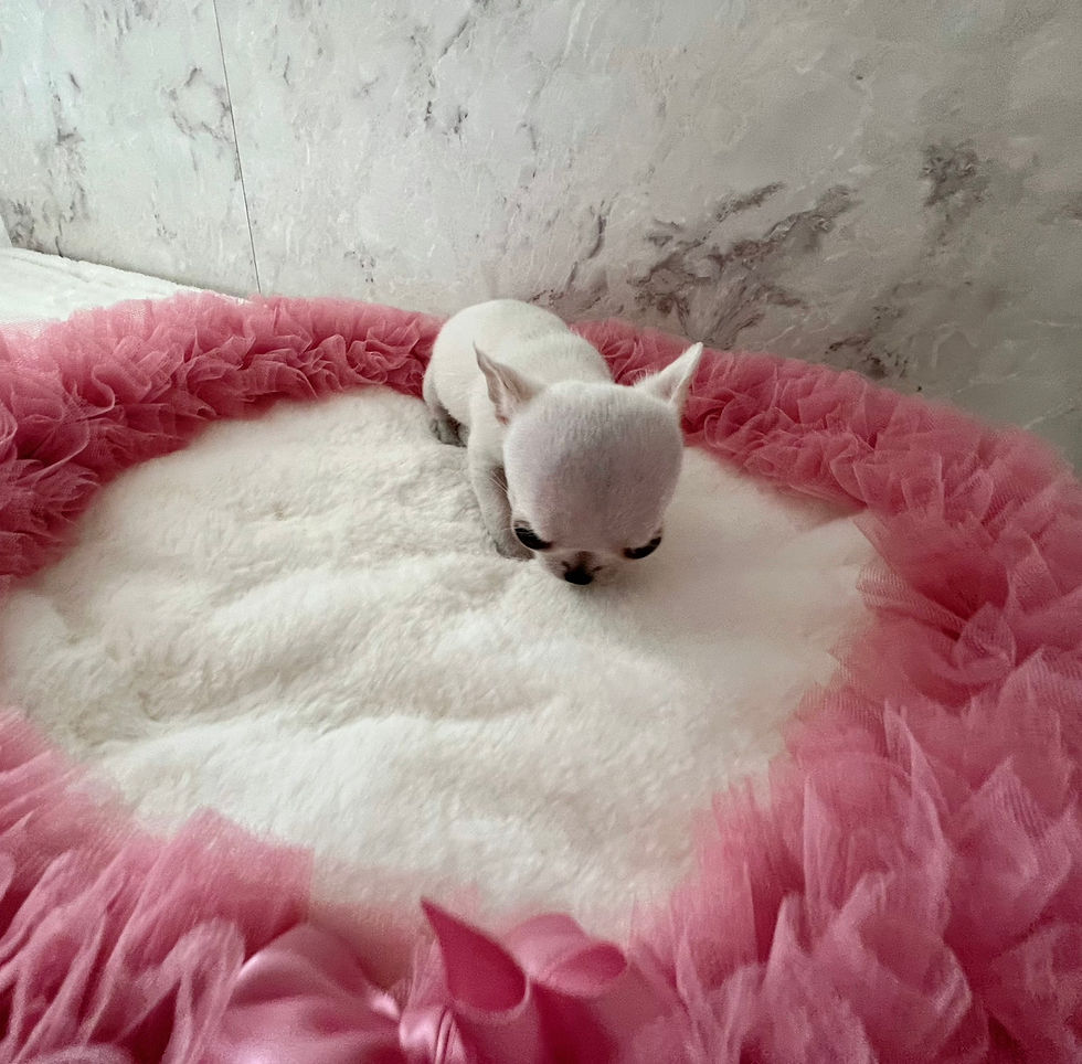 Miniature : YUKI Micro Teacup Smooth Chihuahua