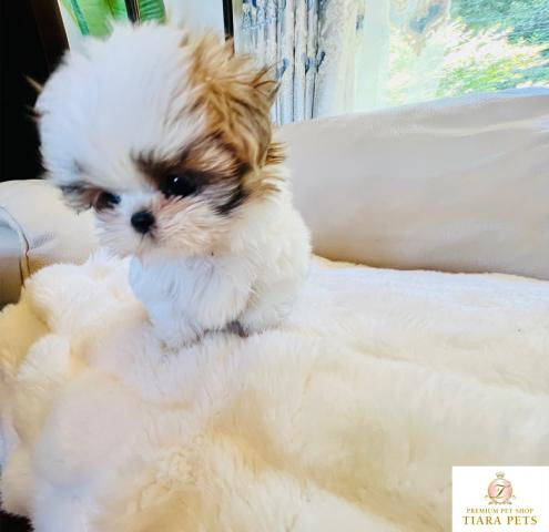 Miniatura: KURUMI Shih Tzu 