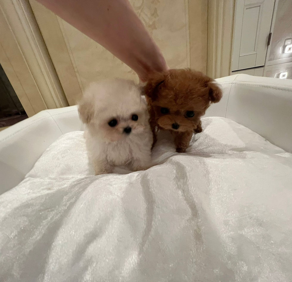 Thumbnail: PANNA Micro Teacup Poodle