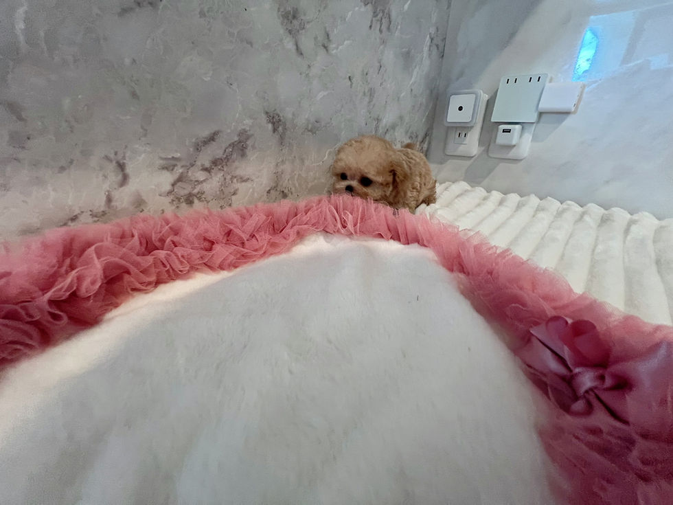 Imej kecil: NANAKO Royal Micro Teacup Poodle