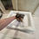 Miniaturbild: YUUKI Teacup Yorkshire Terrier