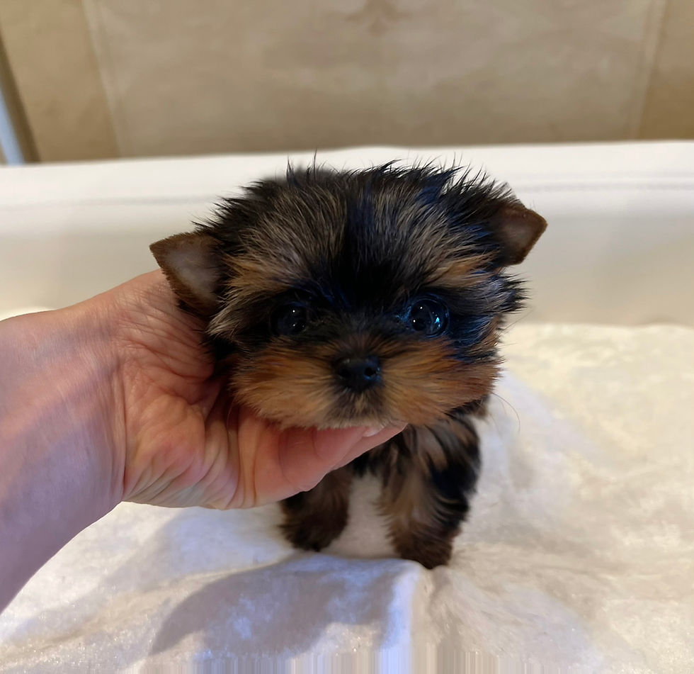 Miniatura: ANZU Micro Teacup Yorkshire Terrier