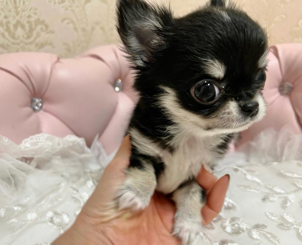 HINATA Micro Teacup Chihuahua