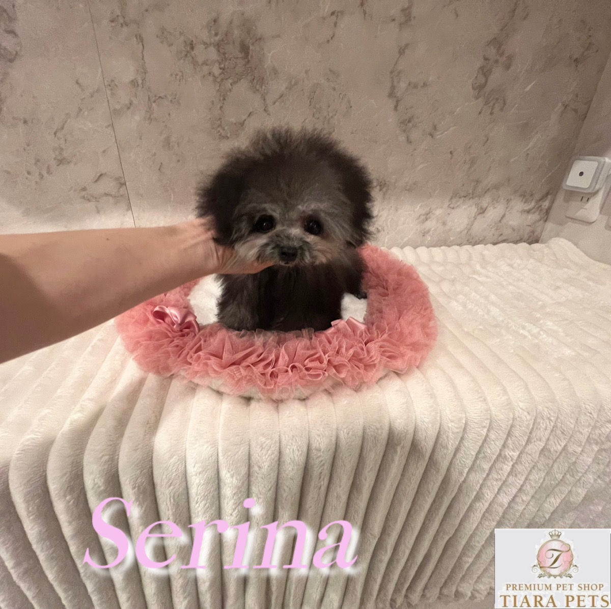 SERINA Teacup Poodle (Silver)