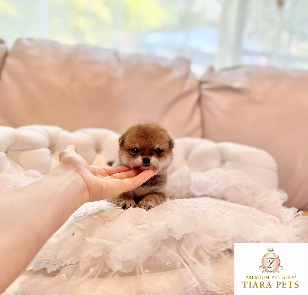 Imej kecil: WAKANA Mini Shiba