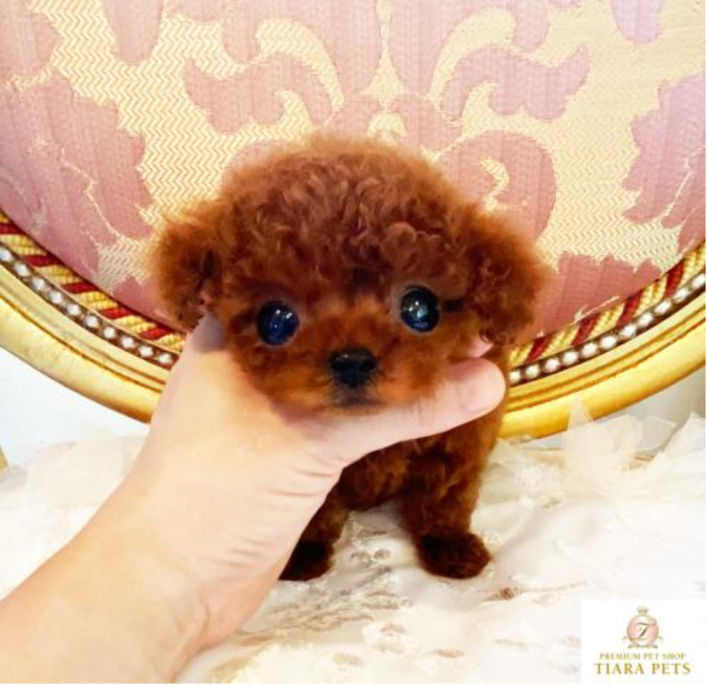 VIOLA Micro Teacup Poodle