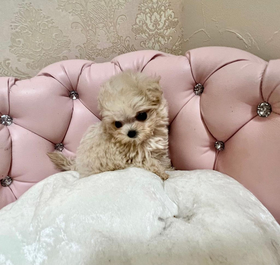 Thumbnail: ICHIGOMILK Micro Teacup Maltipoo