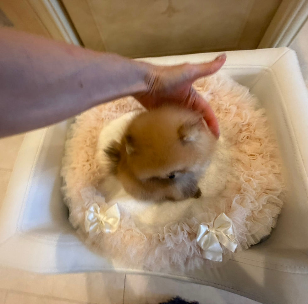 Imej kecil: MAPLE Teacup Pomeranian