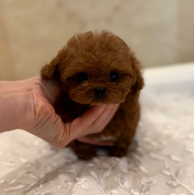 Thumbnail: ROYCE Teacup Poodle