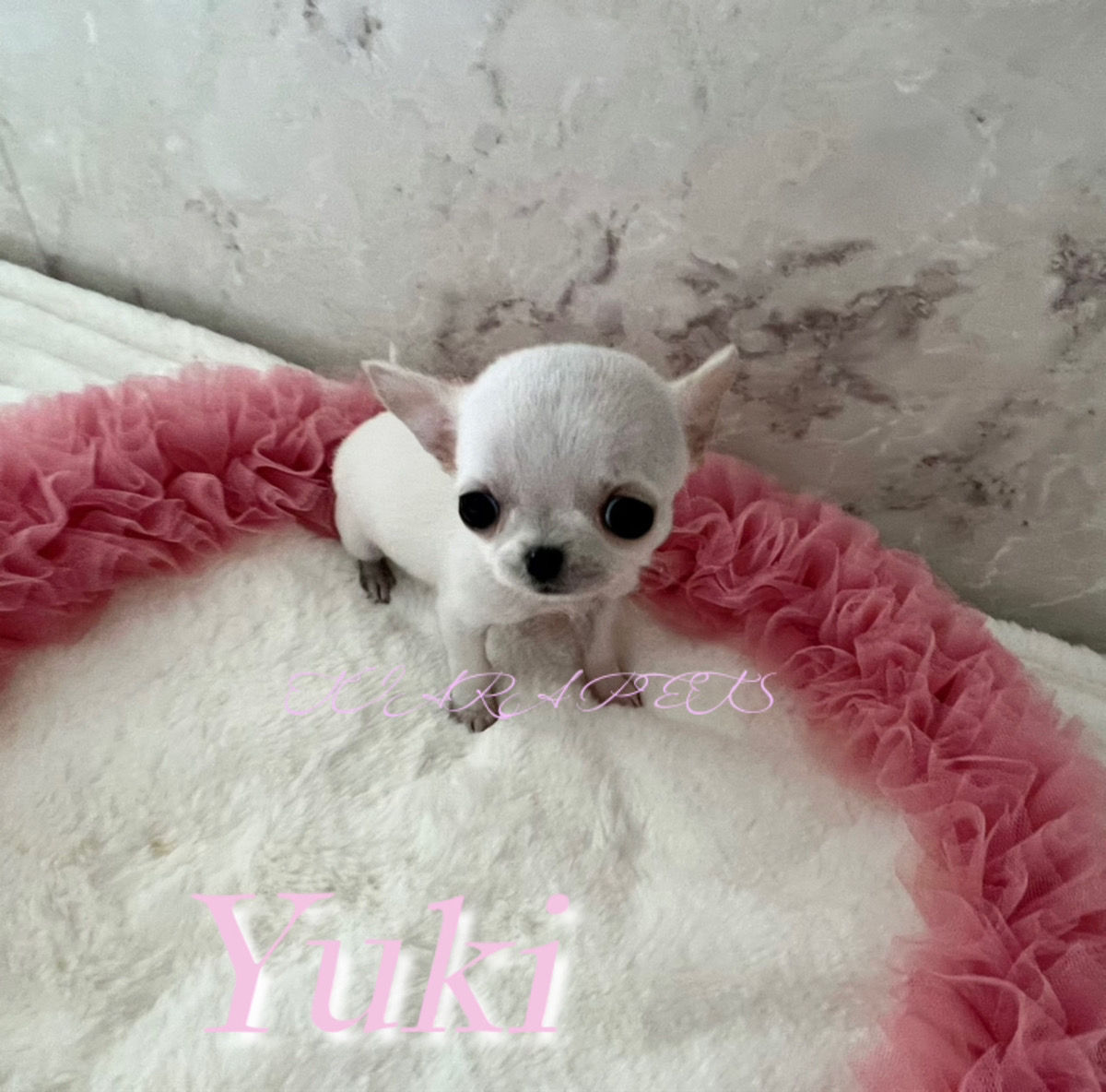 YUKI Micro Teacup Smooth Chihuahua