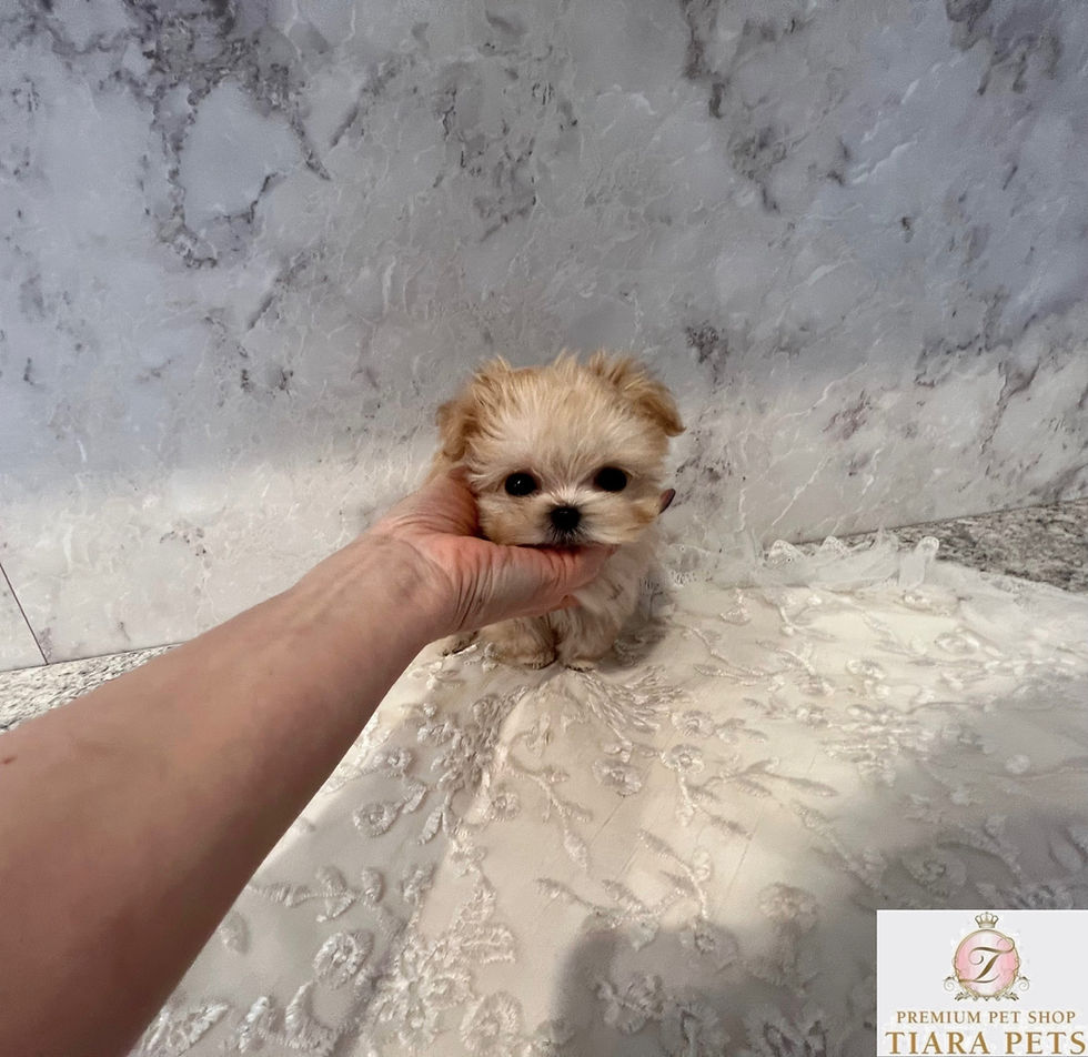 Miniaturbild: Yuito Micro 〜 Teacup Maltipoo