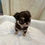 サムネイル： KANADE Micro 〜 Teacup Chihuahua