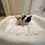 サムネイル： LYLA Micro Teacup Chihuahua