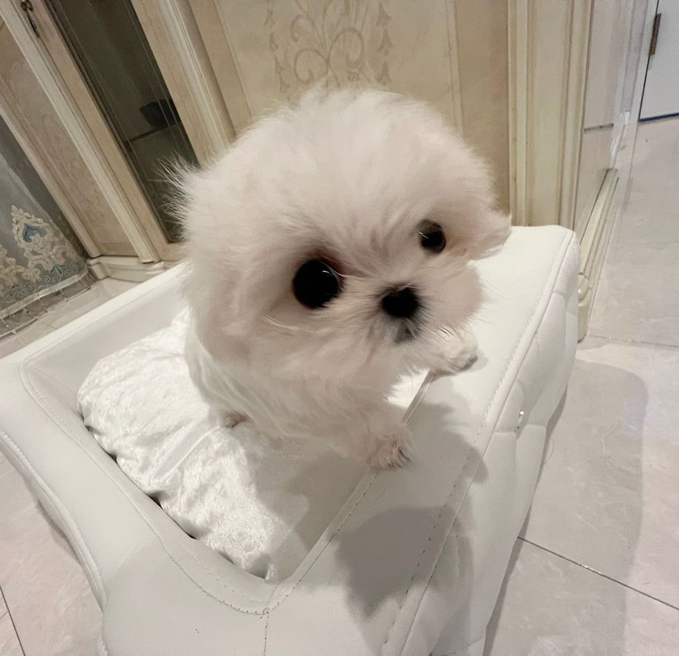 Miniature : SUMOMO Teacup Maltese