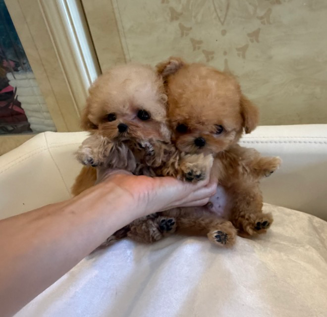 Miniature : HINA Royal Micro Teacup (Toy) Poodle