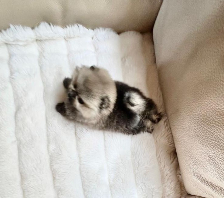サムネイル： LITTLE BAMBI Micro Teacup Pomeranian