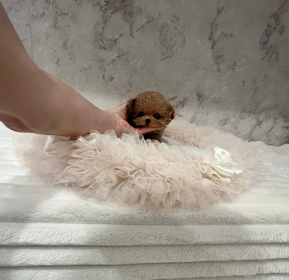 サムネイル： Kirara Royal Super Micro Teacup Poodle