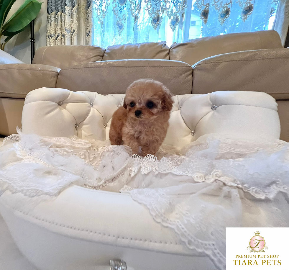 Miniatura: MOMO Micro 〜Teacup Poodle