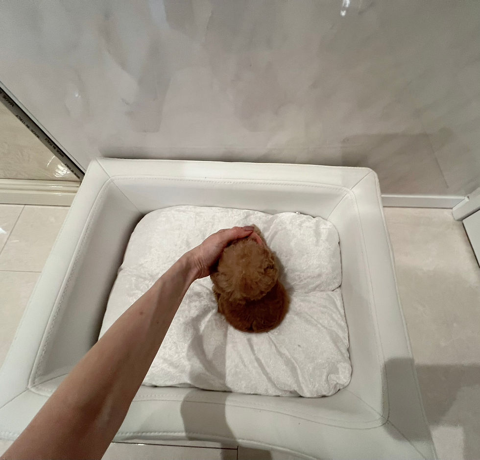 Thumbnail: Crape Micro Teacup Poodle