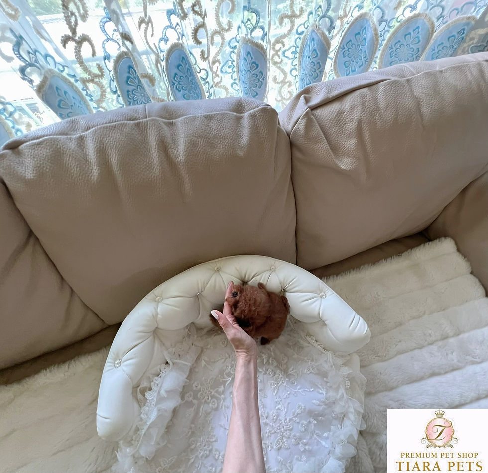 Miniature : PARIS Micro Teacup Poodle