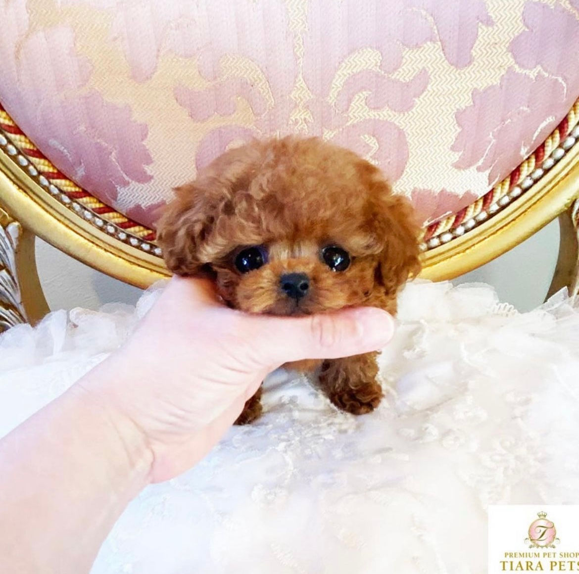 KOMOMO Micro Teacup Poodle