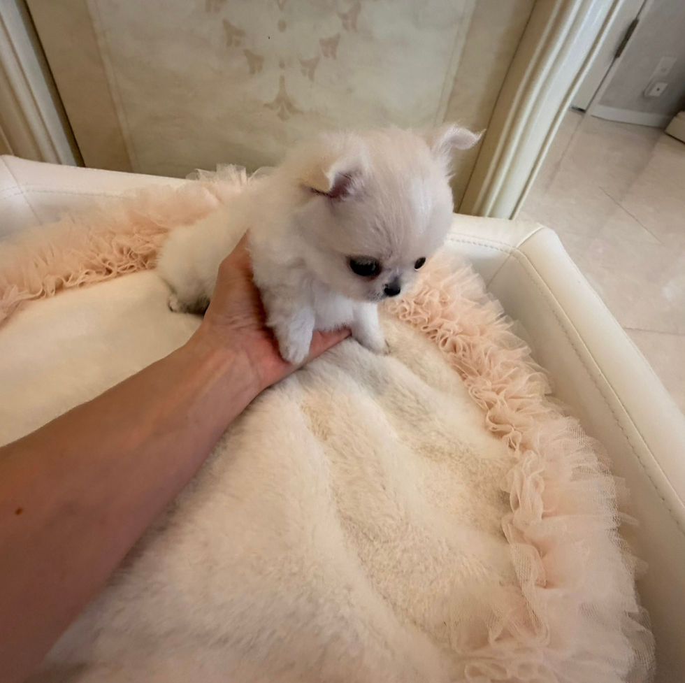 Thumbnail: MOMOKO Teacup Chihuahua