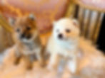 Thumbnail: MAI Shiba Inu