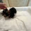 サムネイル： YUI Micro Teacup Yorkshire Terrier