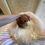Miniaturbild: CHERRY Micro Teacup Poodle