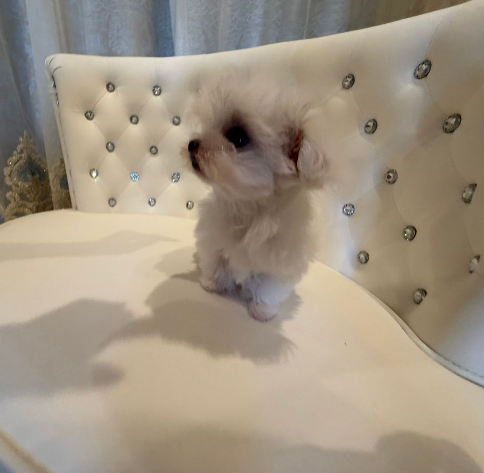 Küçük resim: WATAAME Micro 〜Teacup Maltese